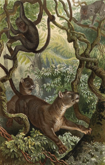 Puma da European School